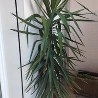 Yucca pianta ornamentale 