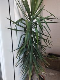 Yucca pianta ornamentale 