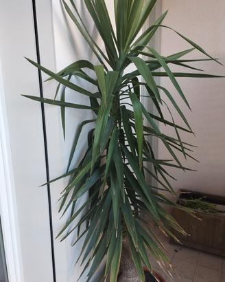Yucca pianta ornamentale 