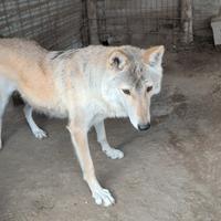 Cuccioli European wolfdog