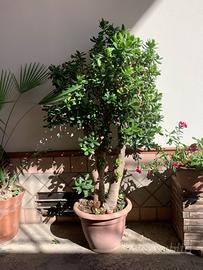 Albero Giada o Crassula