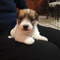 Cuccioli maschi di Jack Russell