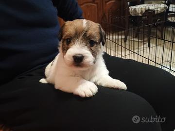 Cuccioli maschi di Jack Russell