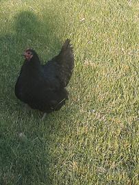 Galline australorp