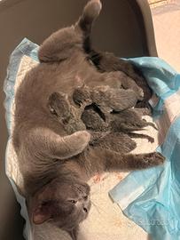 Cuccioli British Shorthair Blu IN PRENOTAZIONE