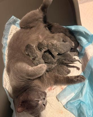 Cuccioli British Shorthair Blu IN PRENOTAZIONE
