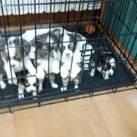 Dolcissimi chihuahua