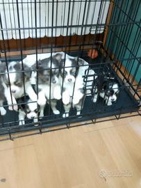 Dolcissimi chihuahua