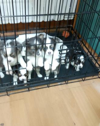 Dolcissimi chihuahua