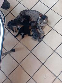 gatti