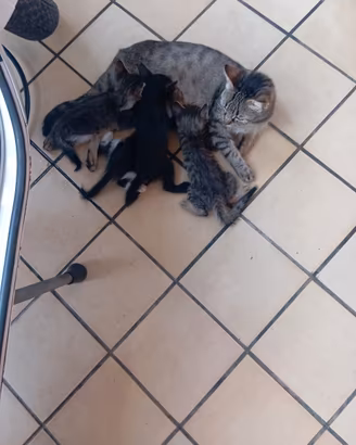 gatti