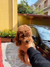 Barboncino Mini Toy Red