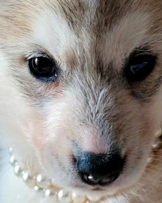 SIBERIAN HUSKY CUCCIOLATA CON PEDIGREE 