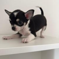 Cucciolo chihuahua toy