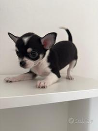 Cucciolo chihuahua toy