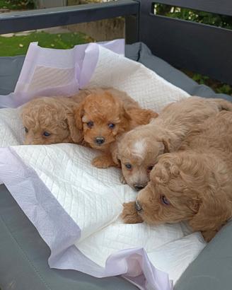 Maltipoo toy