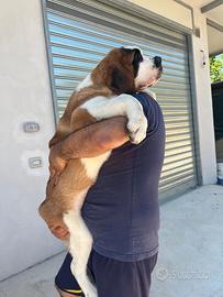 San Bernardo cucciolo enorme
