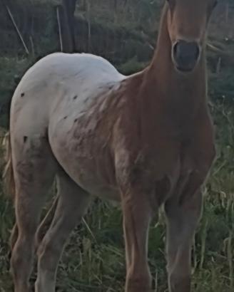 Cavalle e puledri