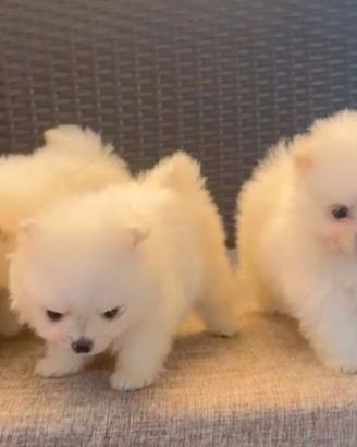 Volpino Pomerania