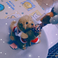 Barboncini toy pedigree enci