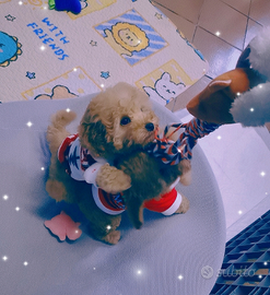 Barboncini toy pedigree enci