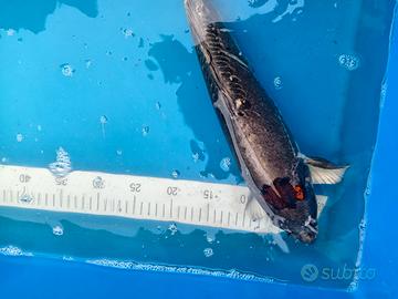 Carpa koi