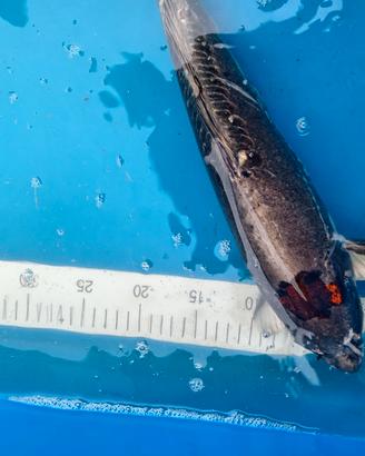 Carpa koi