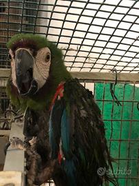 Pappagallo Ara Severa maschio