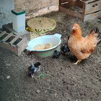 Pulcini marans di 3 settimane