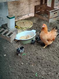 Pulcini marans di 3 settimane