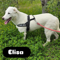 Elisa già sterilizzata taglia media in adozione