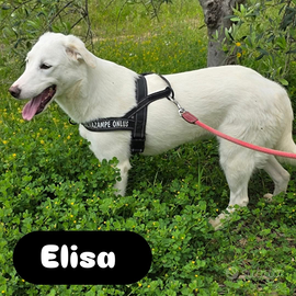 Elisa già sterilizzata taglia media in adozione