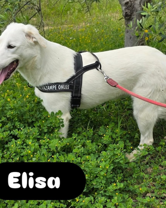 Elisa già sterilizzata taglia media in adozione
