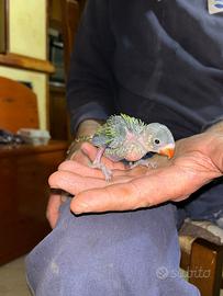 Parrocchetti dal collare