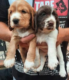 Splendidi cuccioli di Cocker Spaniel Inglese