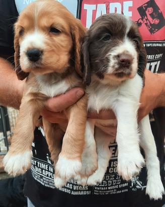 Splendidi cuccioli di Cocker Spaniel Inglese