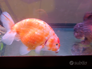 Oranda Thailandese ranchu