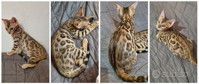 Cuccioli gatto bengala disponibili - ped.ENFI