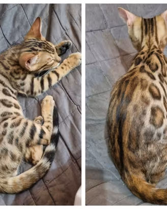 Cuccioli gatto bengala disponibili - ped.ENFI