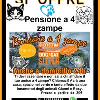 Rifugio per il tuo amico fidato