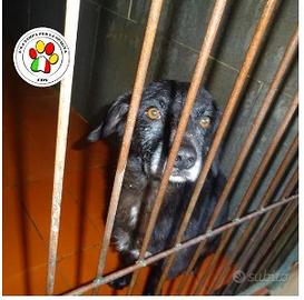 Maschio meticcio - 2 anni circa