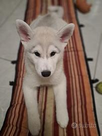 Cuccioli husky siberiani figli di campionessa