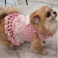 maglioncino, cappottino, pettorina, guinzaglio 