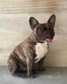 Bulldog francese per monta