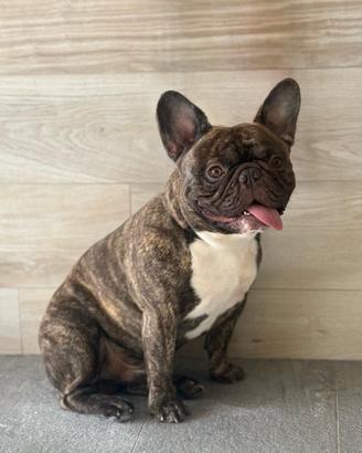 Bulldog francese per monta