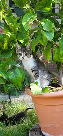Dolci gattini 2 mesi