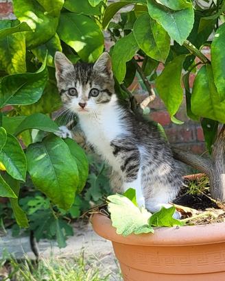 Dolci gattini 2 mesi
