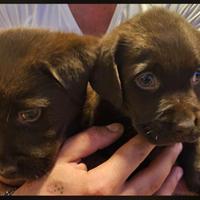 2 cuccioli di Labrador 2 mesi