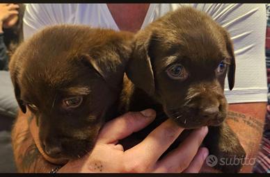 2 cuccioli di Labrador 2 mesi