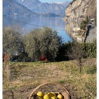Terreno agricolo vista lago